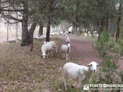 Rebaño en el camino - Senderismo Cañón del Río Lobos; clubs de senderismo en madrid